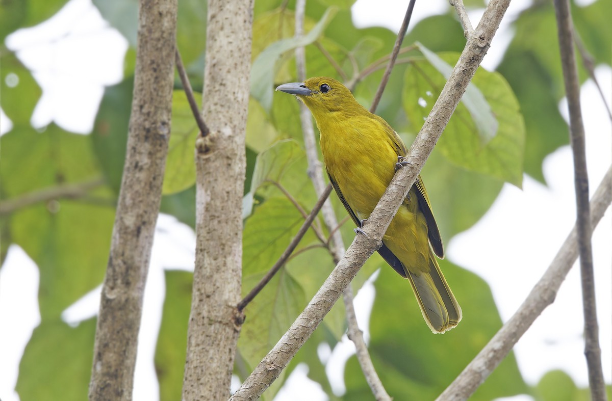 Isabela Oriole - ML632607834