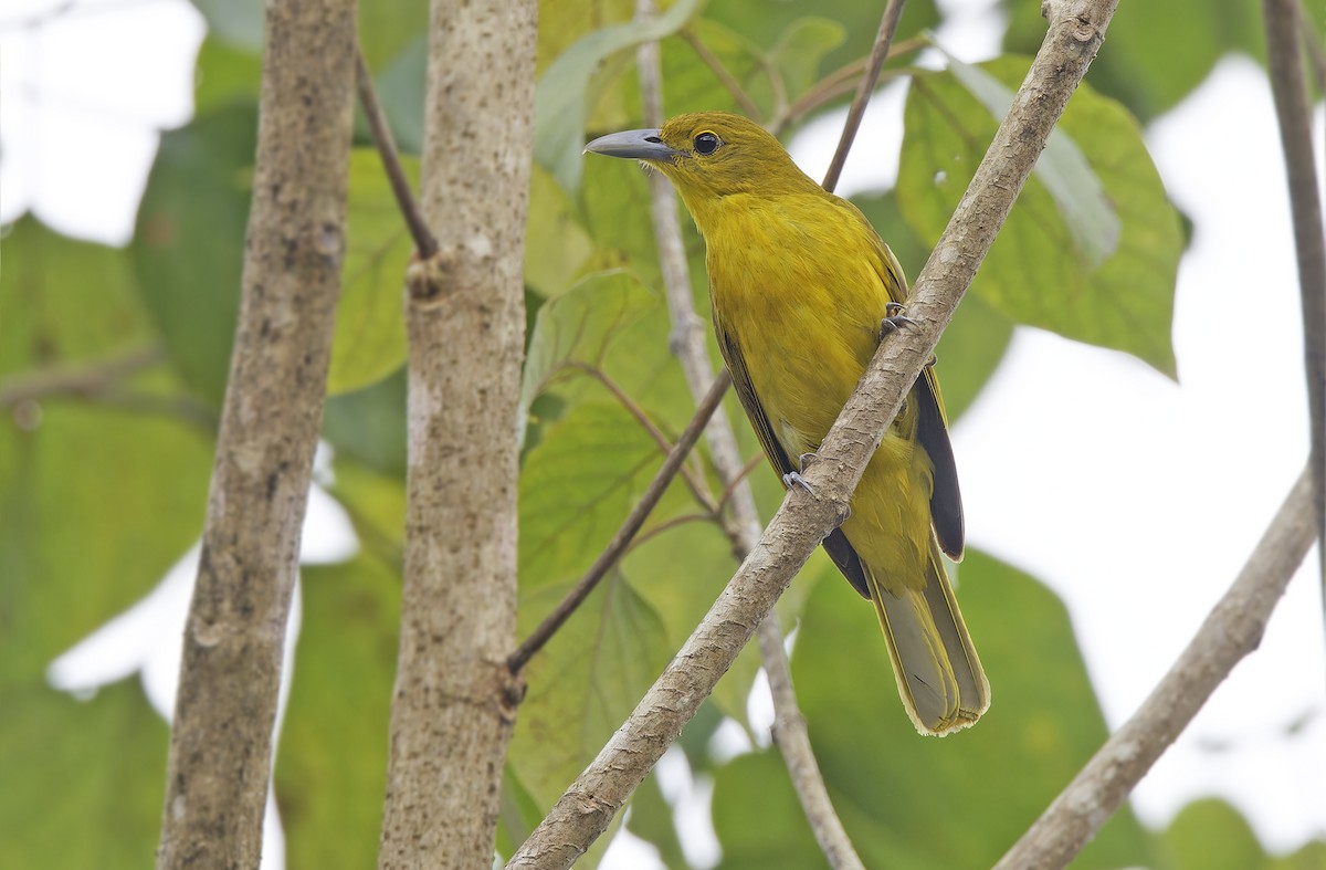 Isabela Oriole - ML632607835