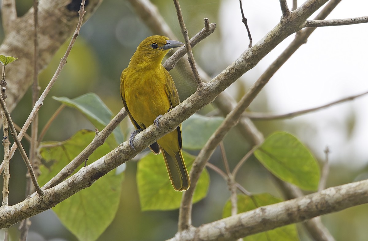 Isabela Oriole - ML632607836