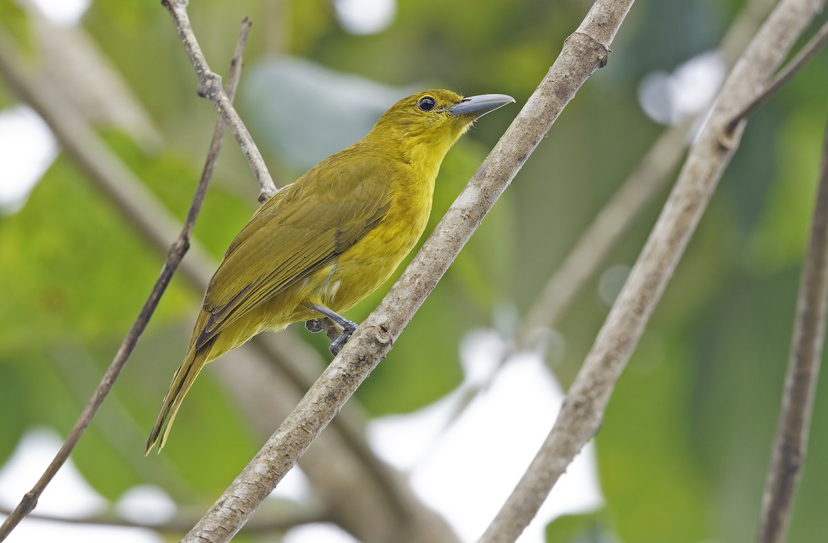 Isabela Oriole - ML632607837