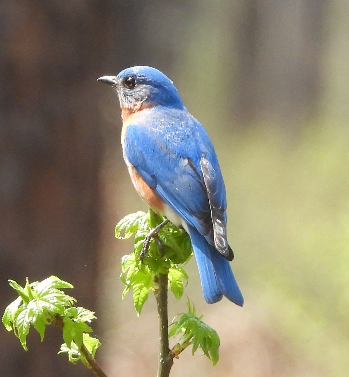 Eastern Bluebird - ML632607905