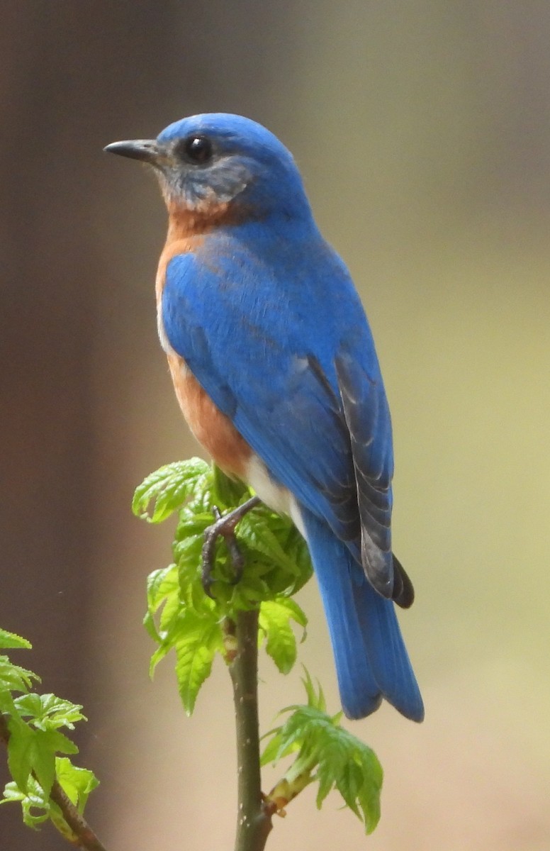 Eastern Bluebird - ML632607907
