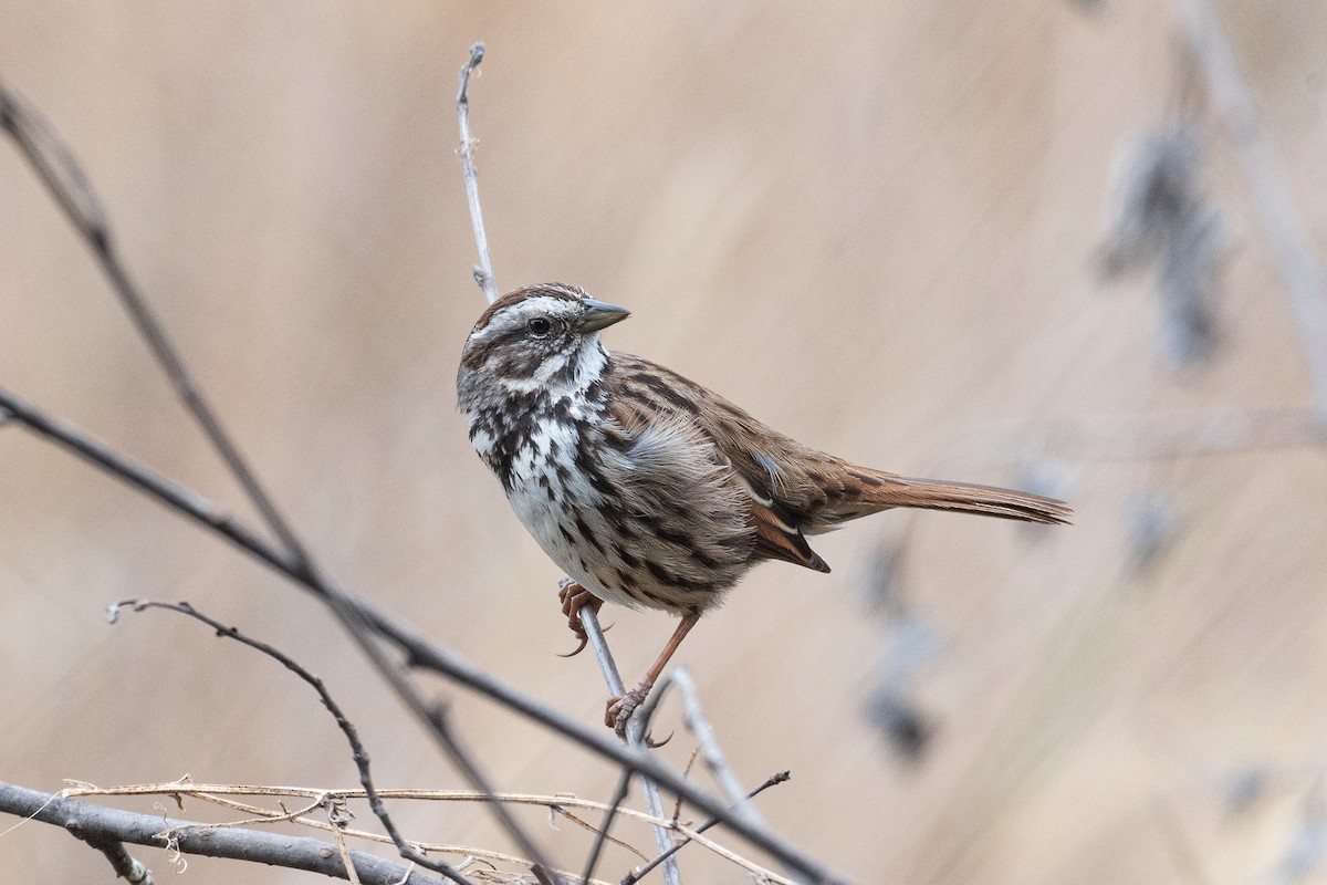 Song Sparrow - ML632607926