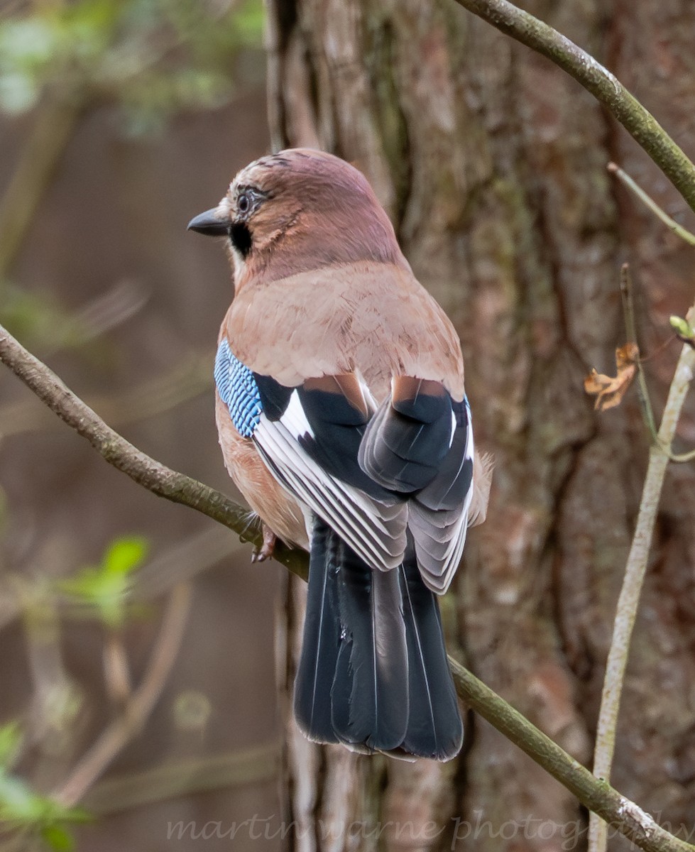 Eichelhäher - ML632608080