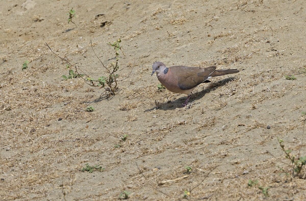 Philippine Collared-Dove - ML632608098