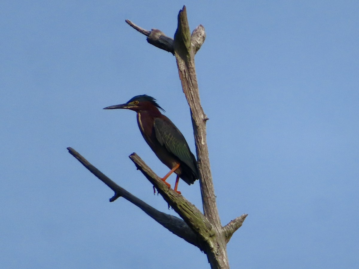 Green Heron - ML632608125