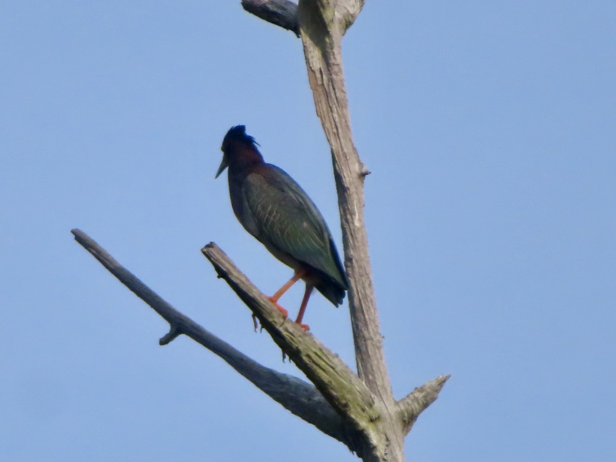 Green Heron - ML632608127