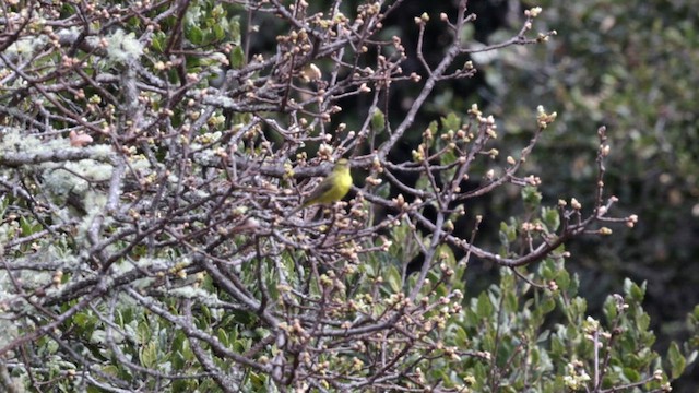 サメズアカアメリカムシクイ（lutescens） - ML632608129
