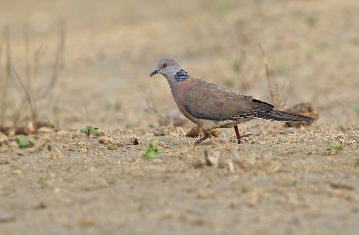 Philippine Collared-Dove - ML632608202