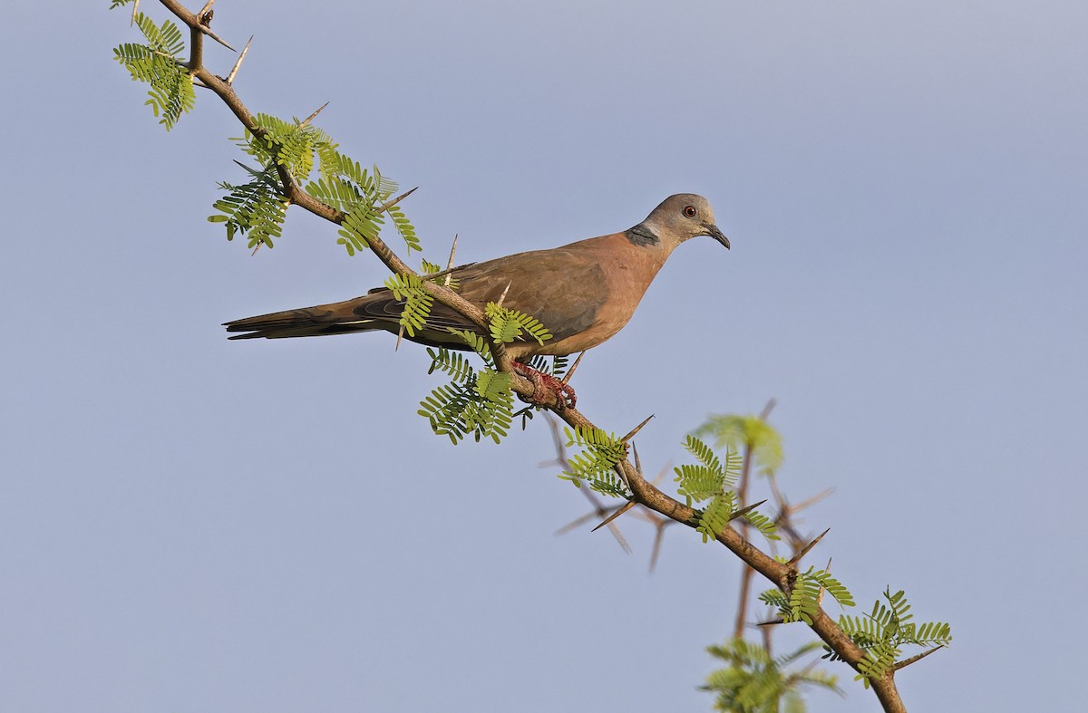 Philippine Collared-Dove - ML632608203