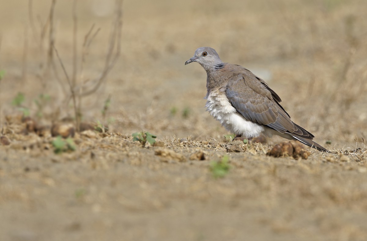 Philippine Collared-Dove - ML632608204