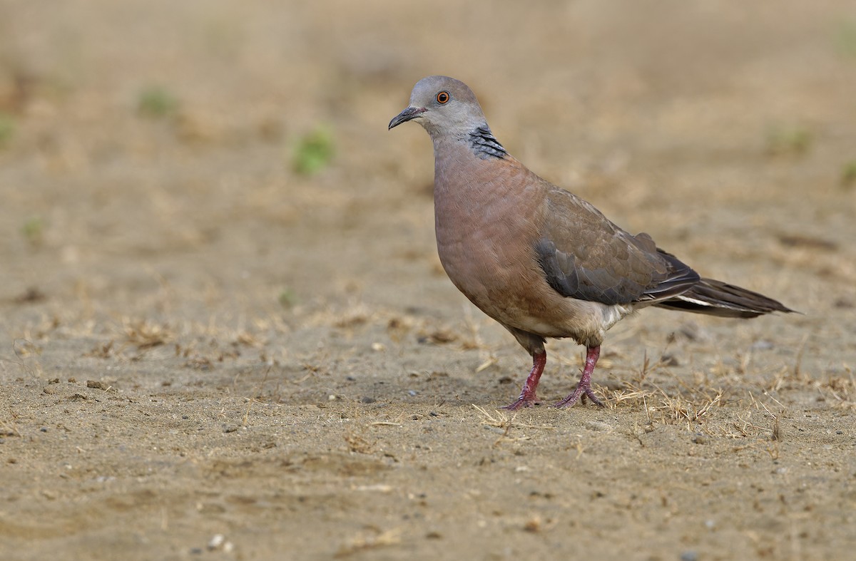 Philippine Collared-Dove - ML632608206