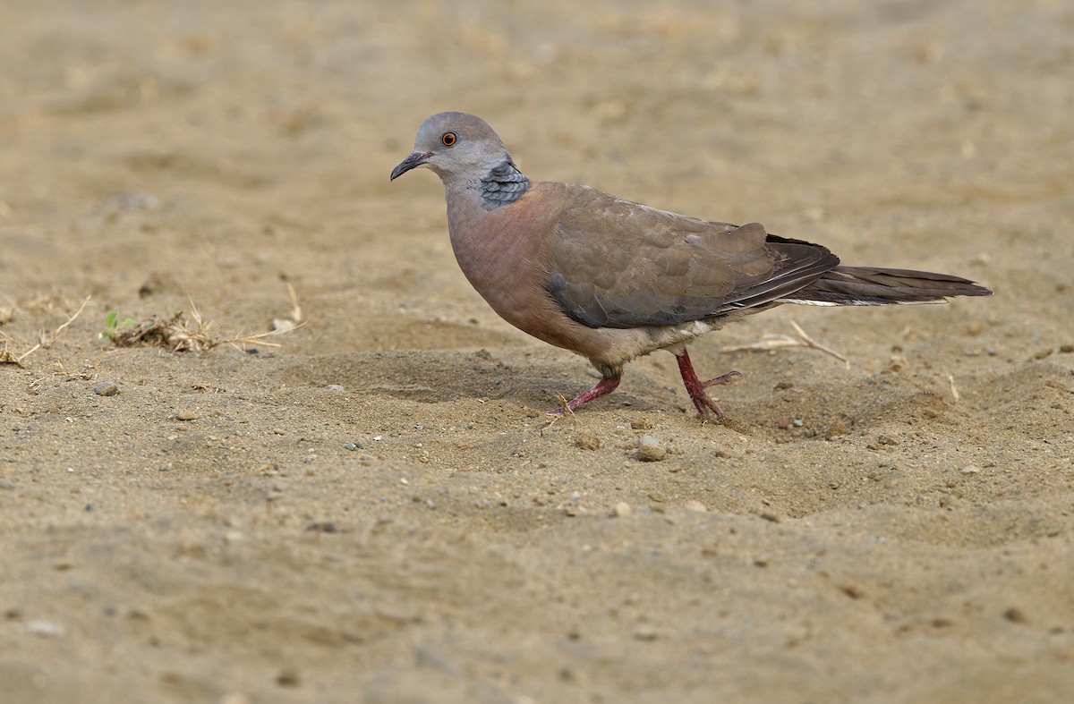 Philippine Collared-Dove - ML632608207