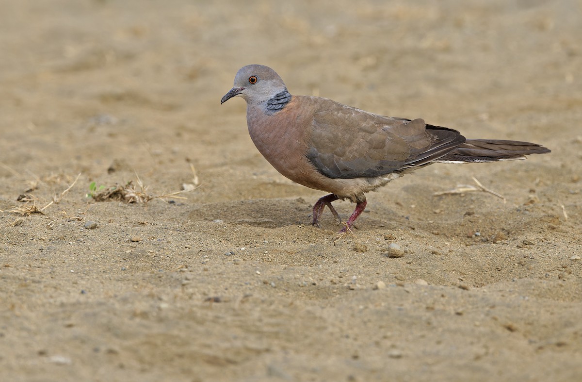 Philippine Collared-Dove - ML632608208