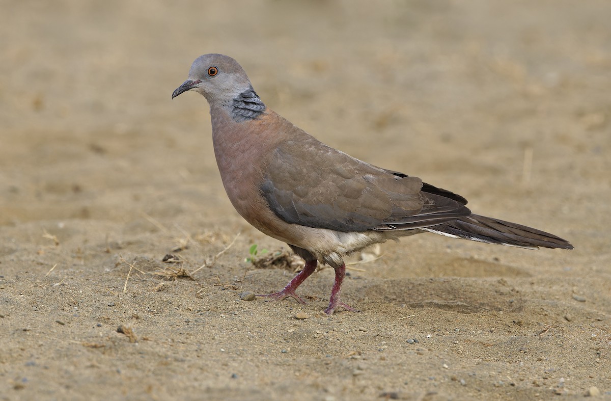 Philippine Collared-Dove - ML632608209