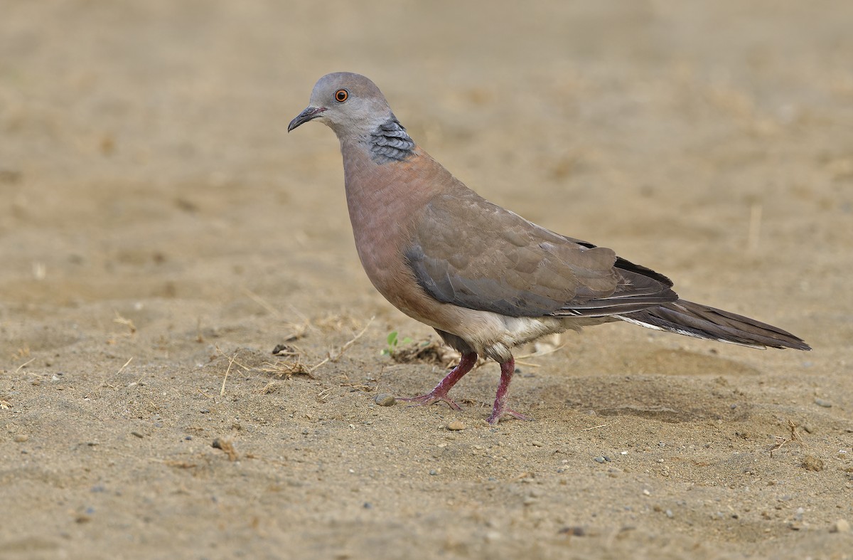 Philippine Collared-Dove - ML632608210