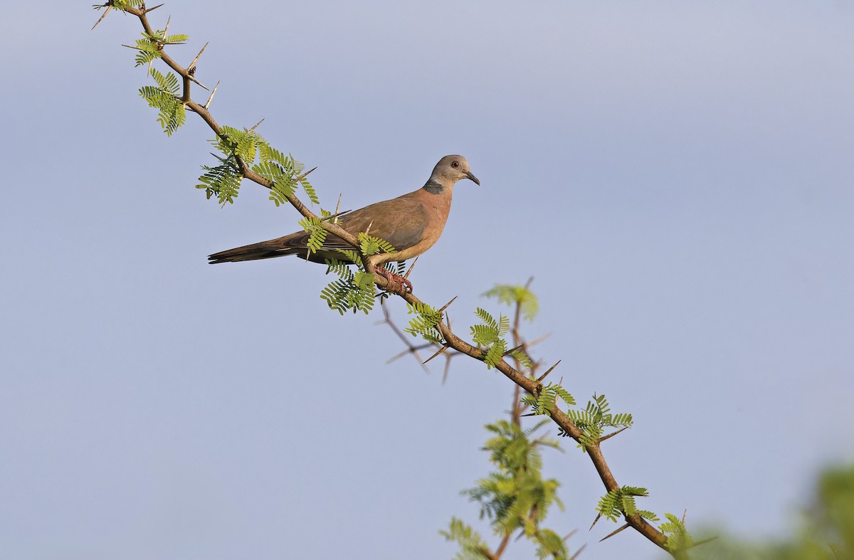Philippine Collared-Dove - ML632608211
