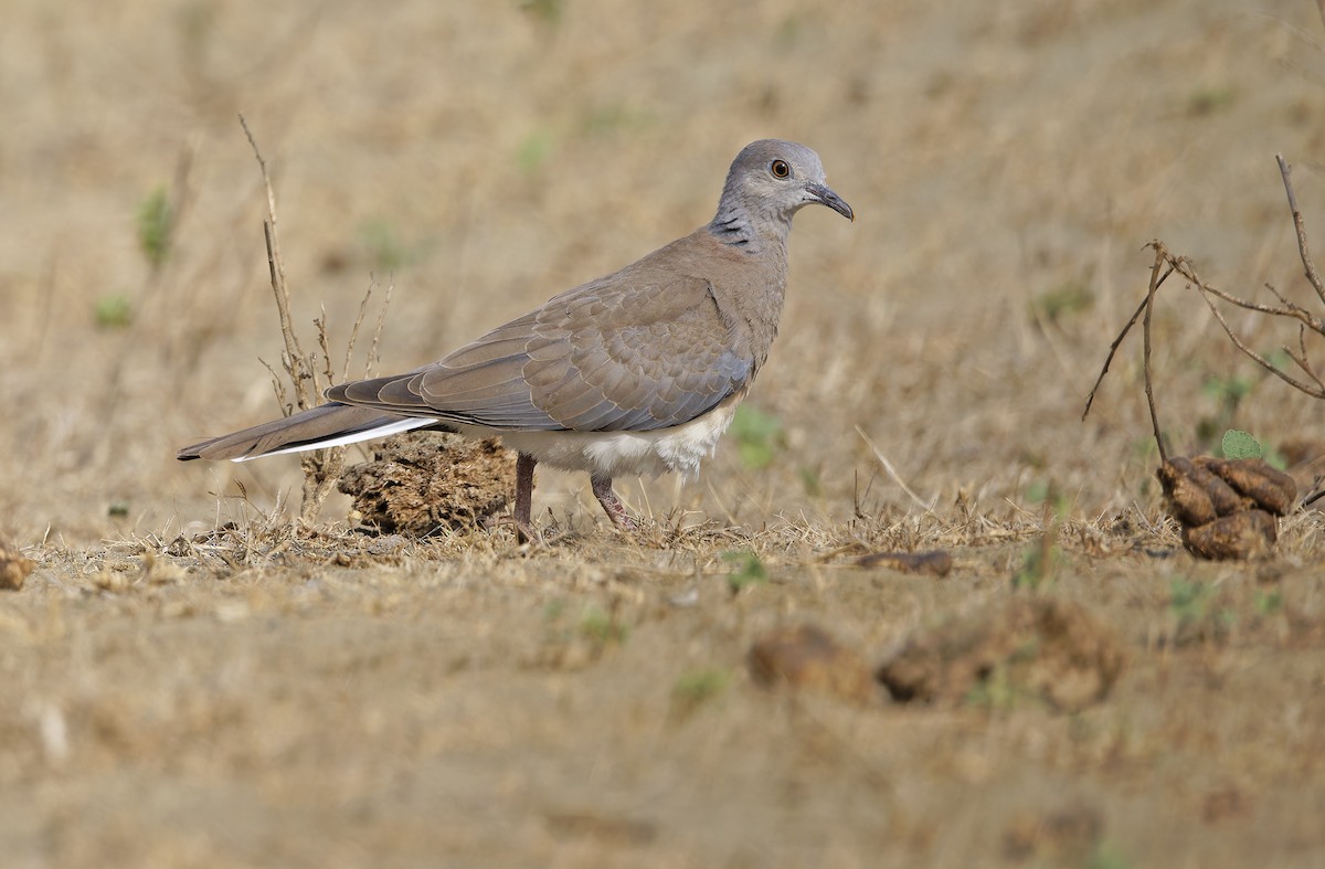 Philippine Collared-Dove - ML632608213