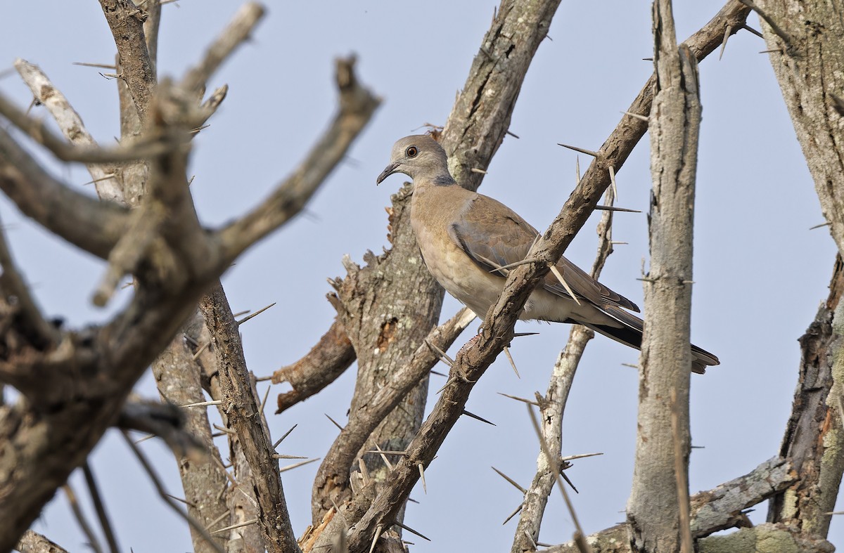 Philippine Collared-Dove - ML632608214
