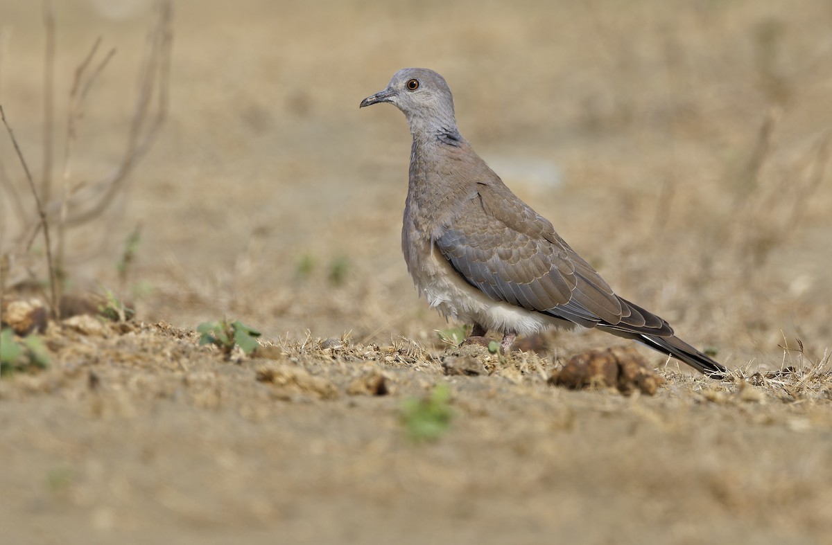 Philippine Collared-Dove - ML632608216