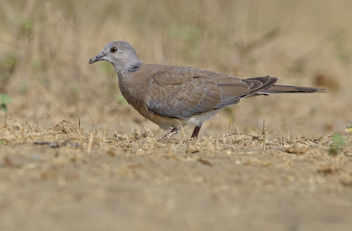 Philippine Collared-Dove - ML632608220
