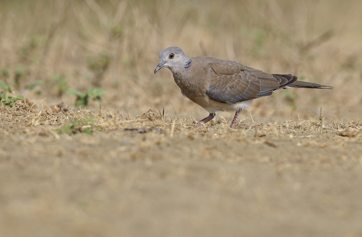 Philippine Collared-Dove - ML632608221