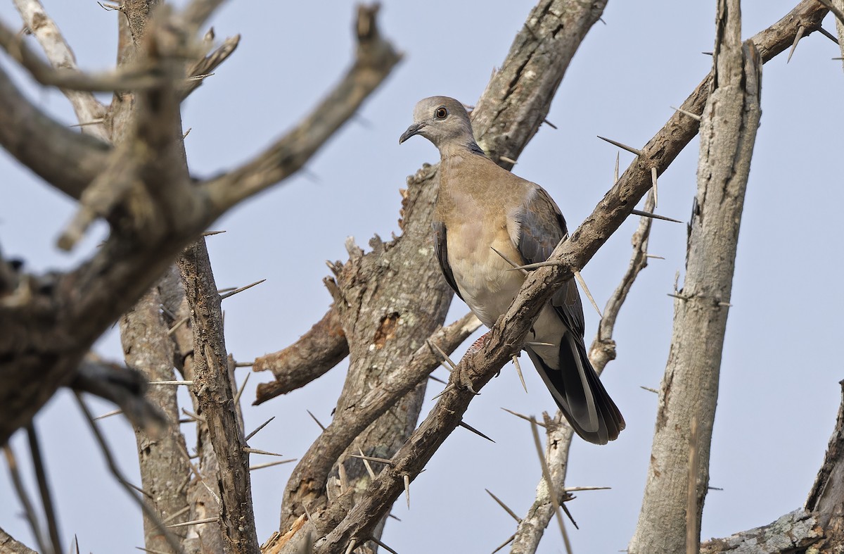 Philippine Collared-Dove - ML632608223