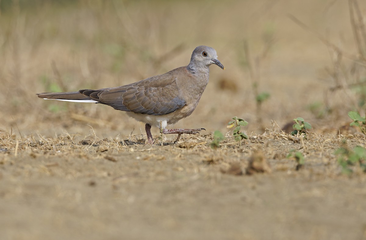 Philippine Collared-Dove - ML632608224