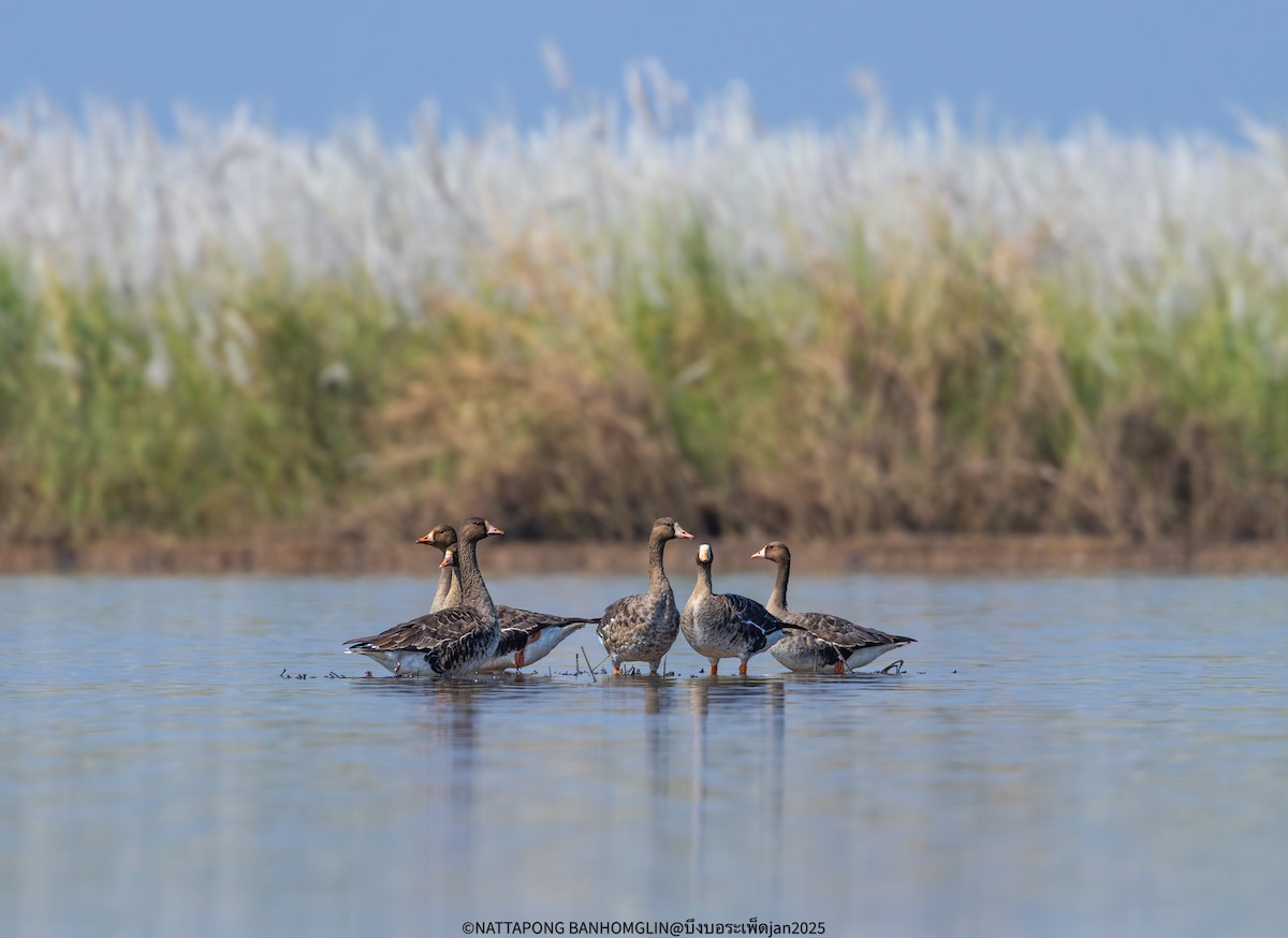 Greater White-fronted Goose - ML632608236