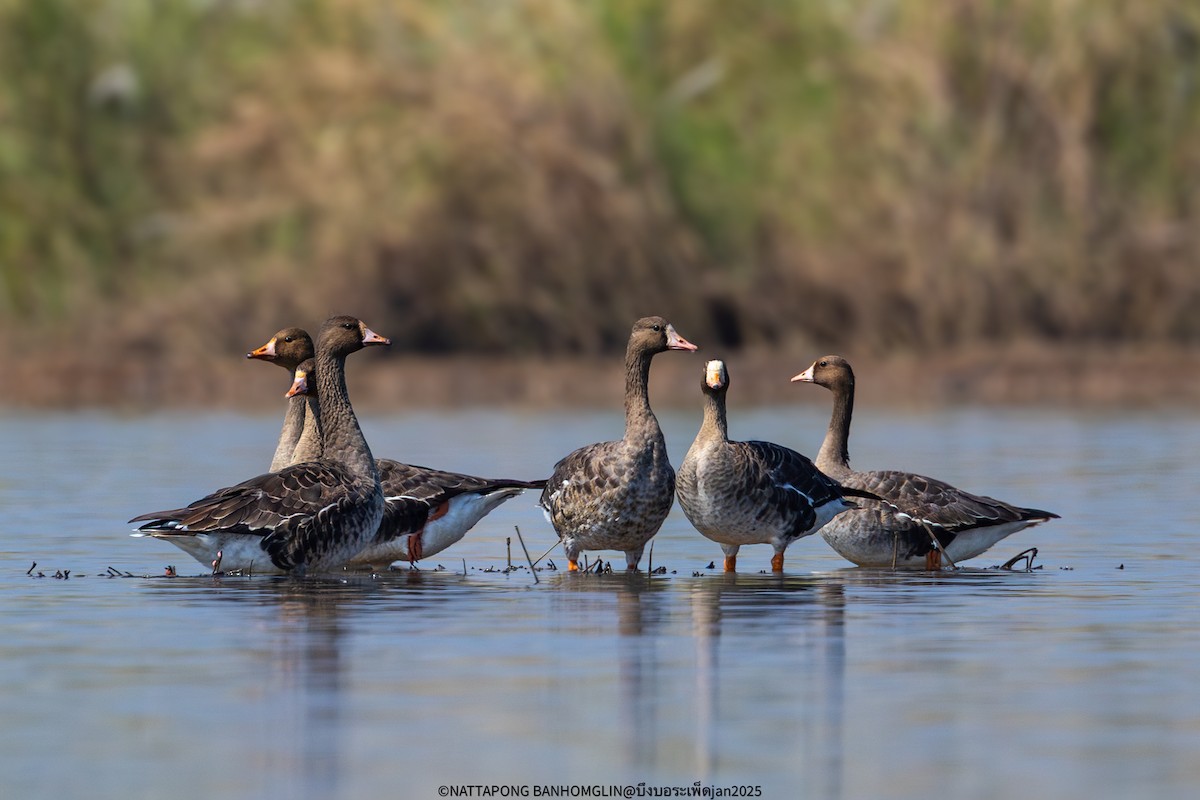 Greater White-fronted Goose - ML632608237