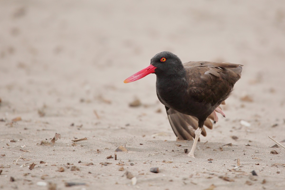 Huîtrier noir - ML632608333