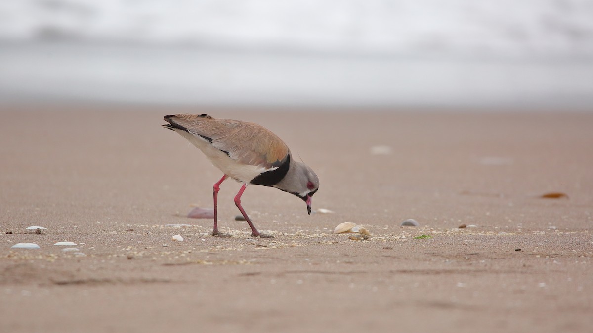 Vanneau téro - ML632608354