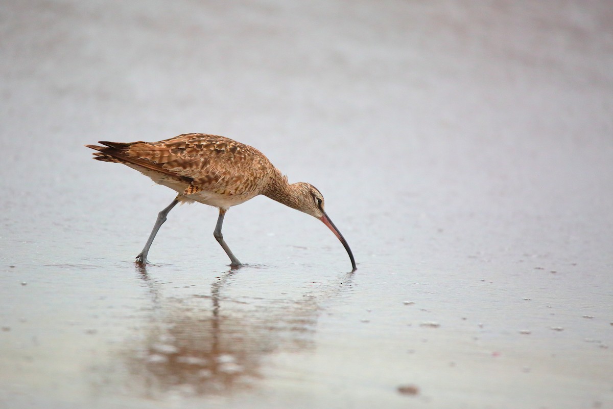 Courlis hudsonien - ML632608363