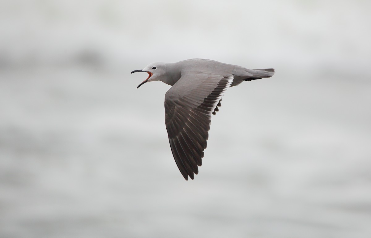 Goéland gris - ML632608370