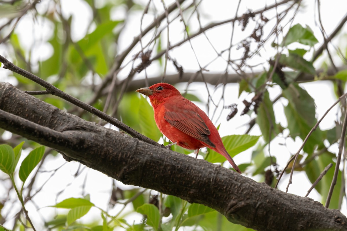 Summer Tanager - ML632608493