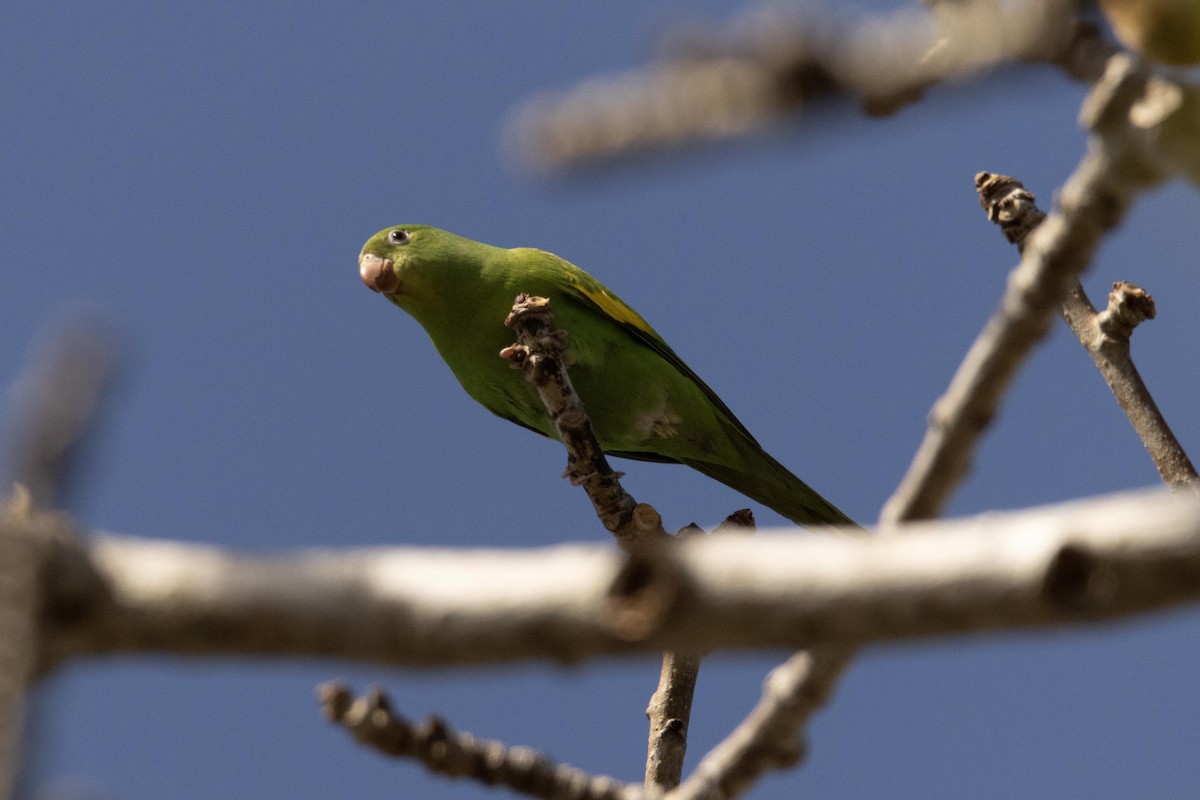 Yellow-chevroned Parakeet - ML632608503