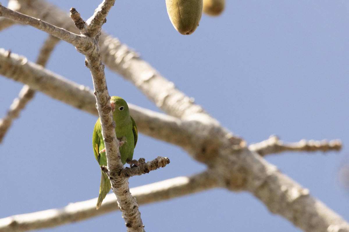 Yellow-chevroned Parakeet - ML632608504