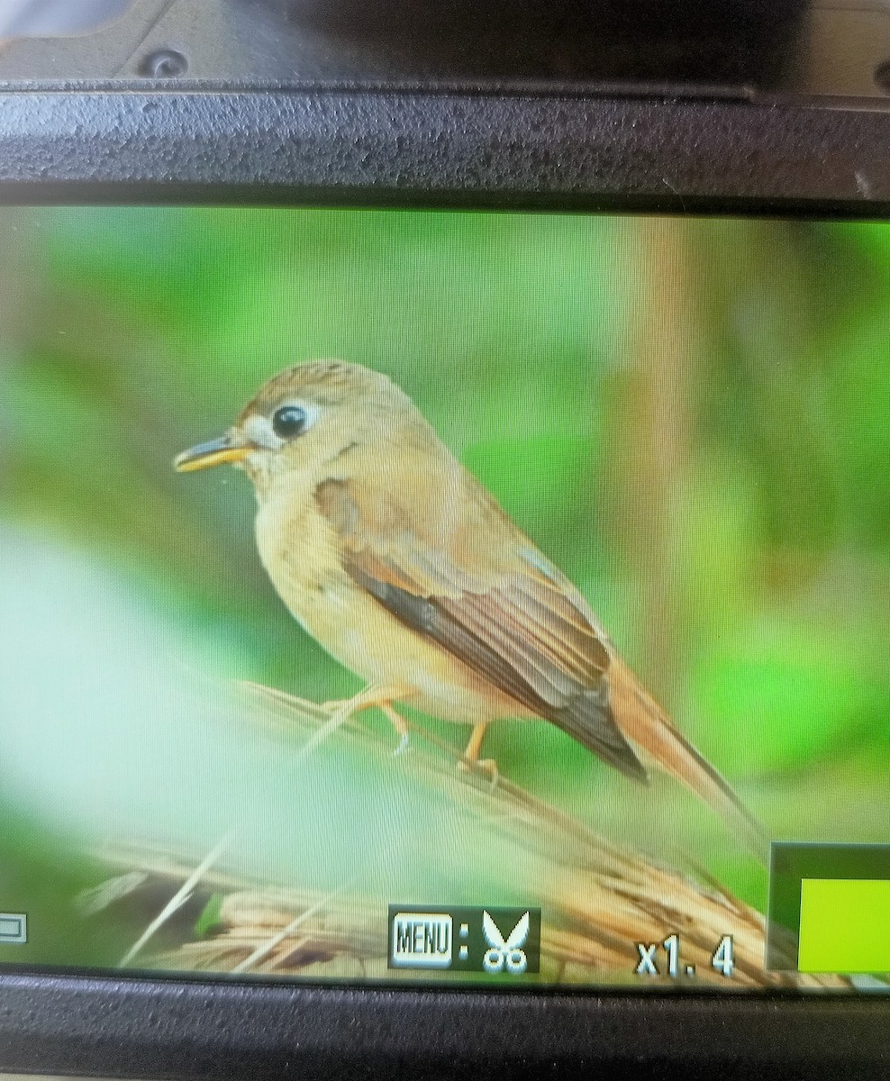 Brown-breasted Flycatcher - ML632608570