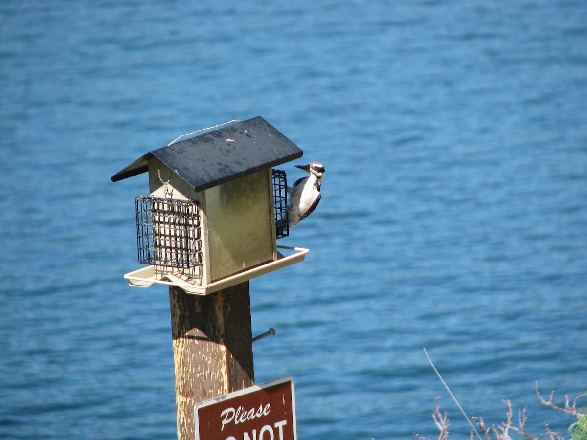 Hairy Woodpecker - ML632608811