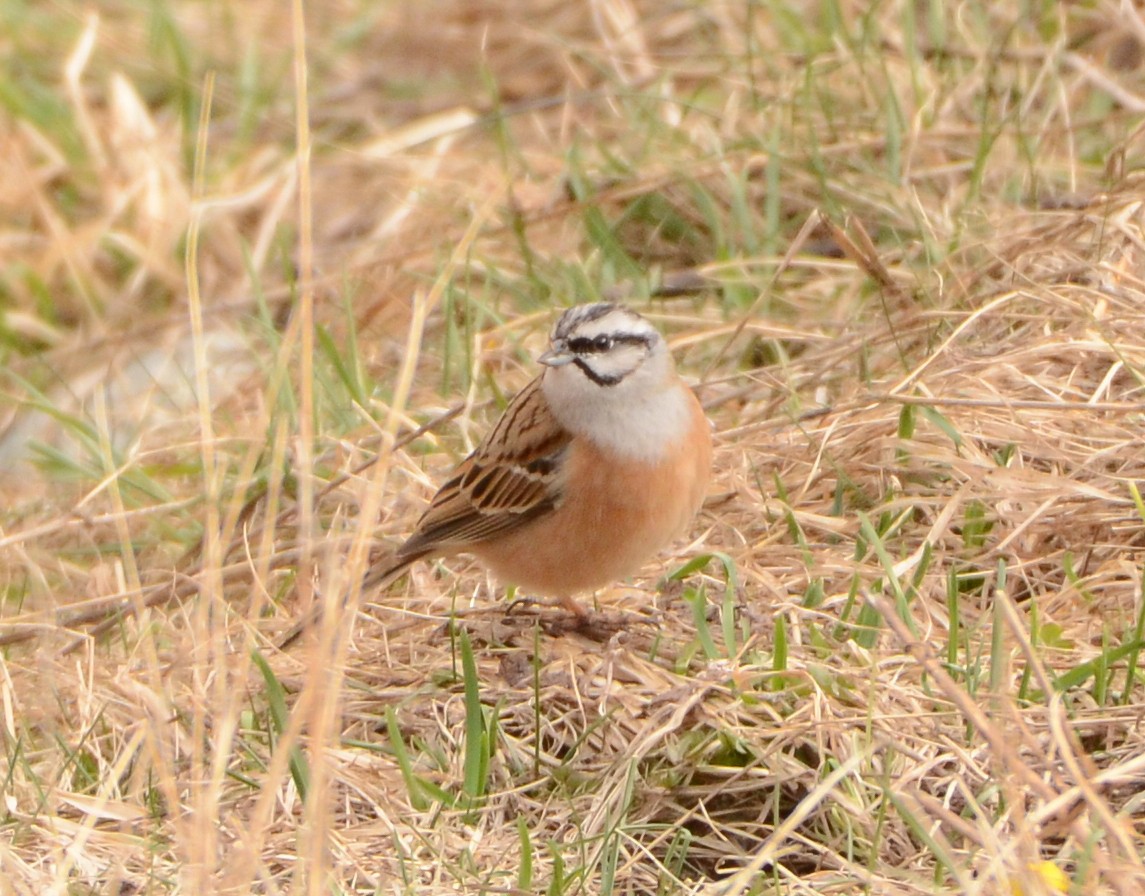 Цагаан хөмсөгт хөмрөг - ML632608835