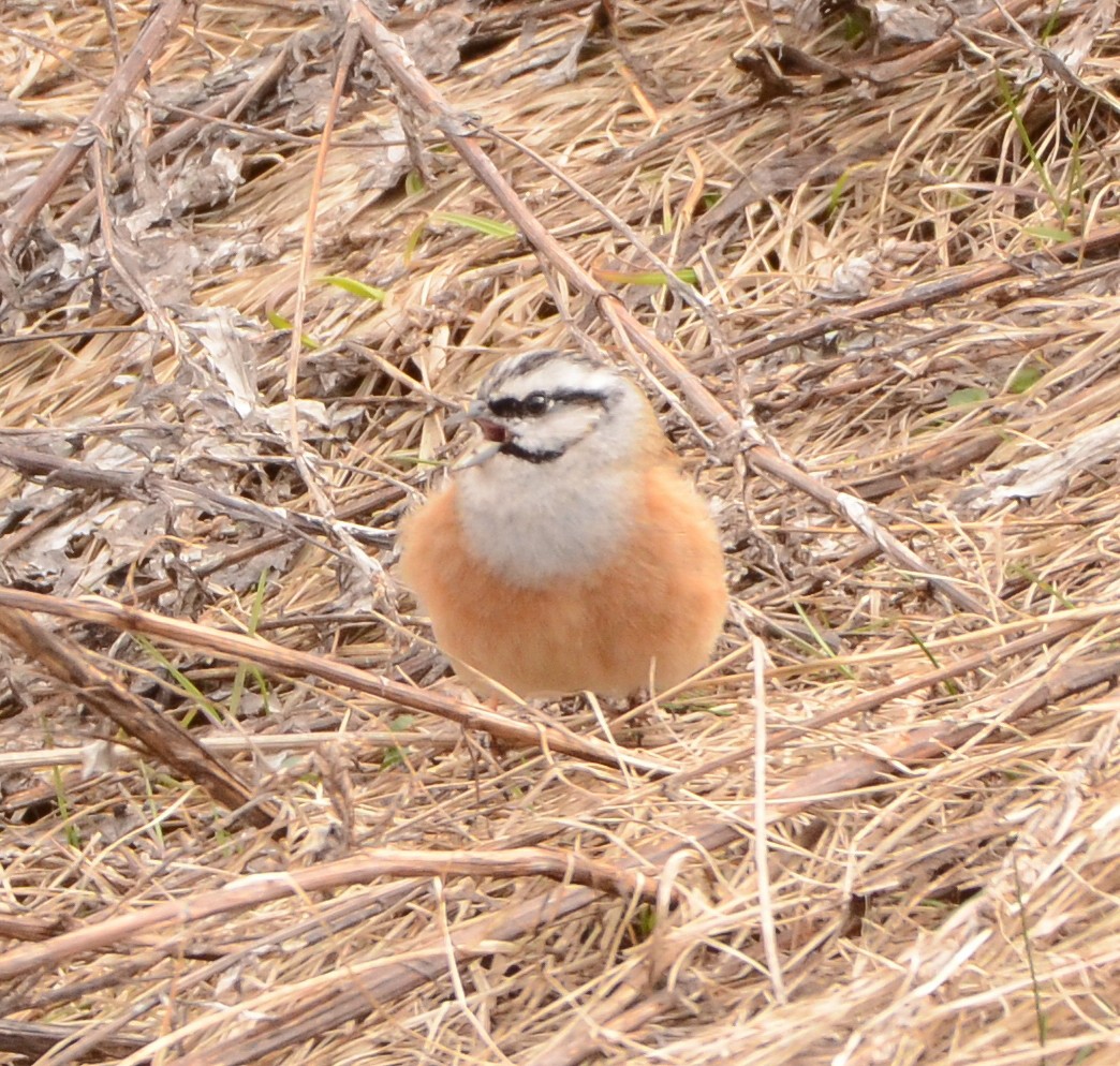 Цагаан хөмсөгт хөмрөг - ML632608836