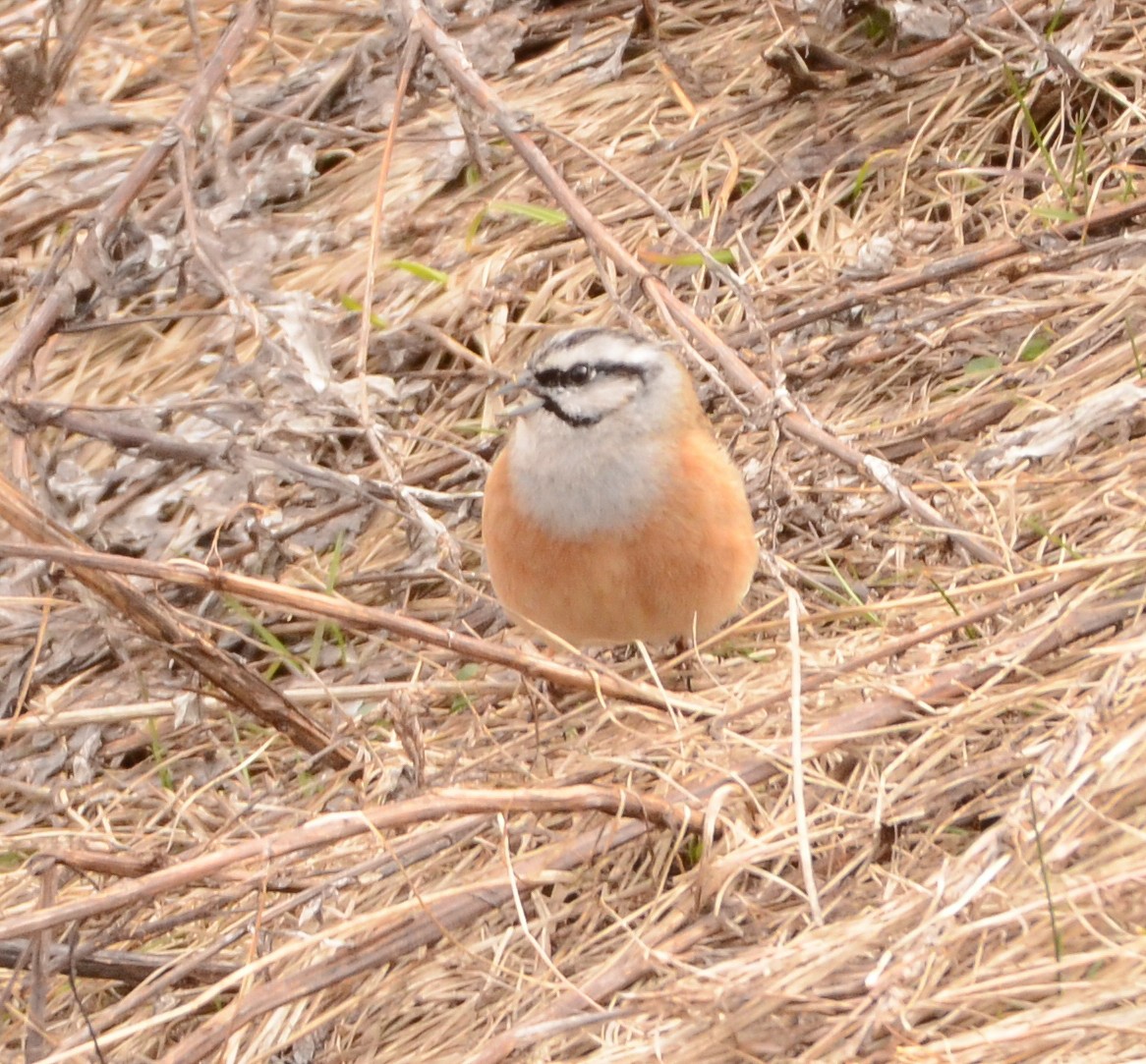 Цагаан хөмсөгт хөмрөг - ML632608838