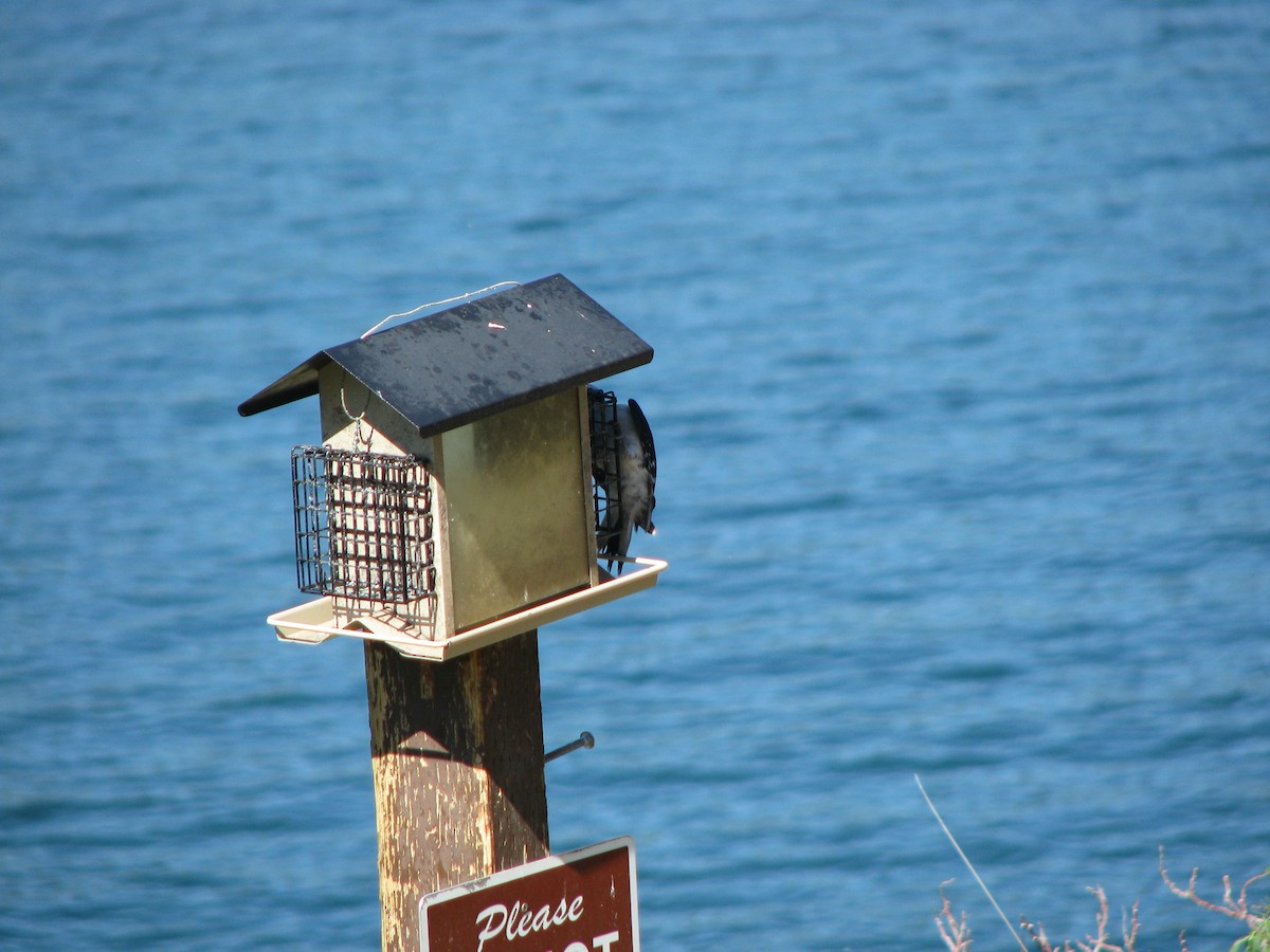 Hairy Woodpecker - ML632608871