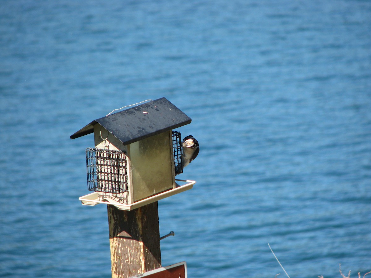 Hairy Woodpecker - ML632608913