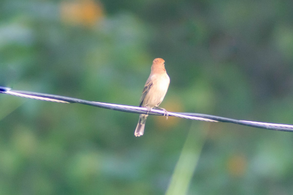 Blue Grosbeak - ML632608997