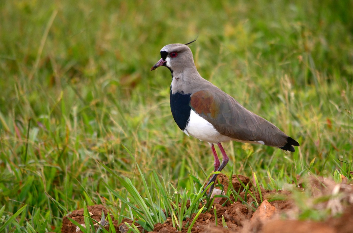 Southern Lapwing - João Gava Just