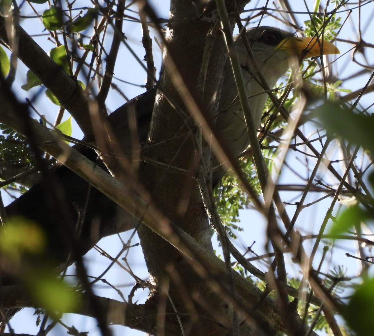 Green Malkoha - ML632609040