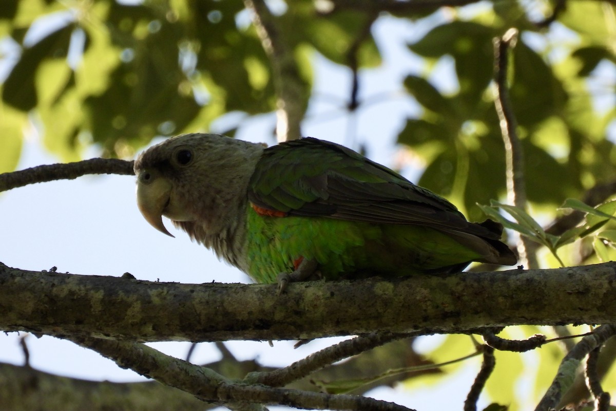 Brown-necked Parrot - ML632609055