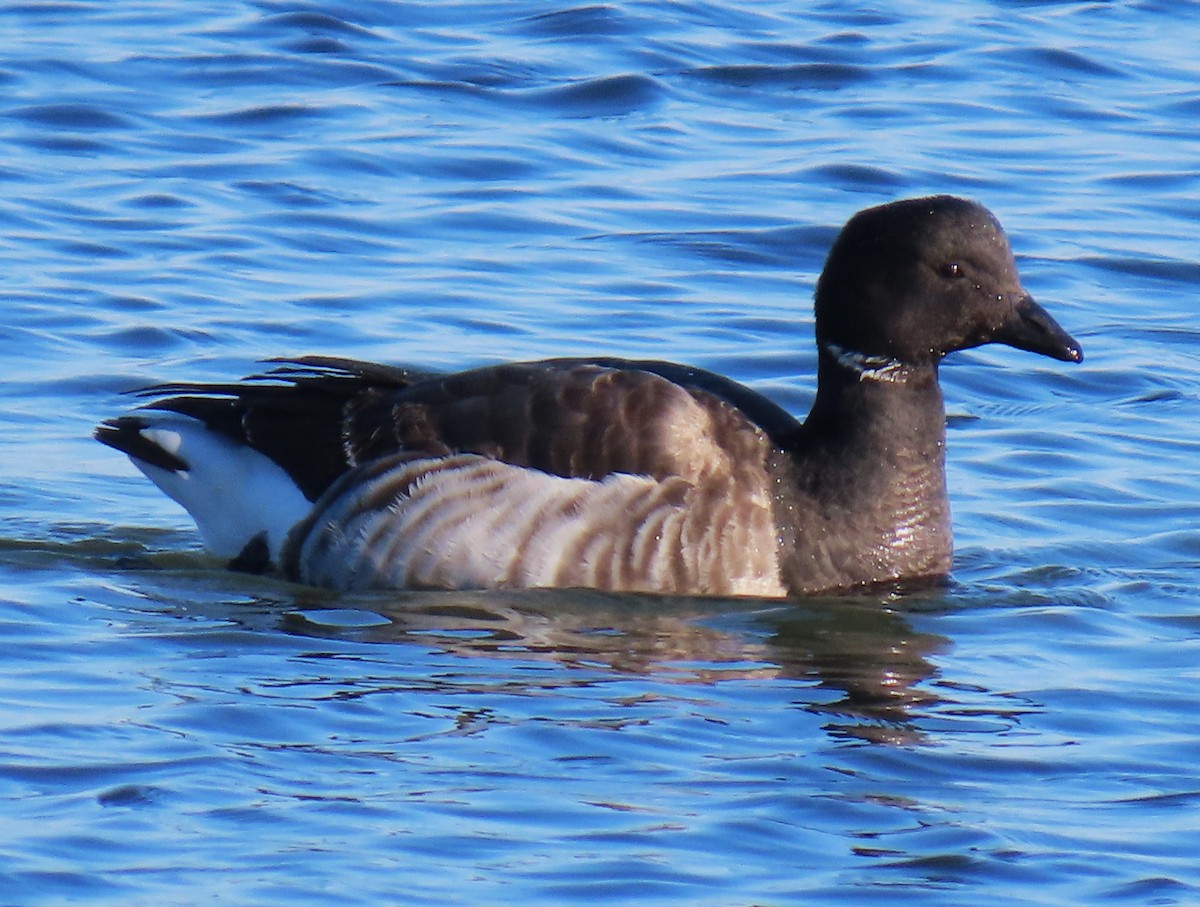 Branta musubeltza - ML632609066