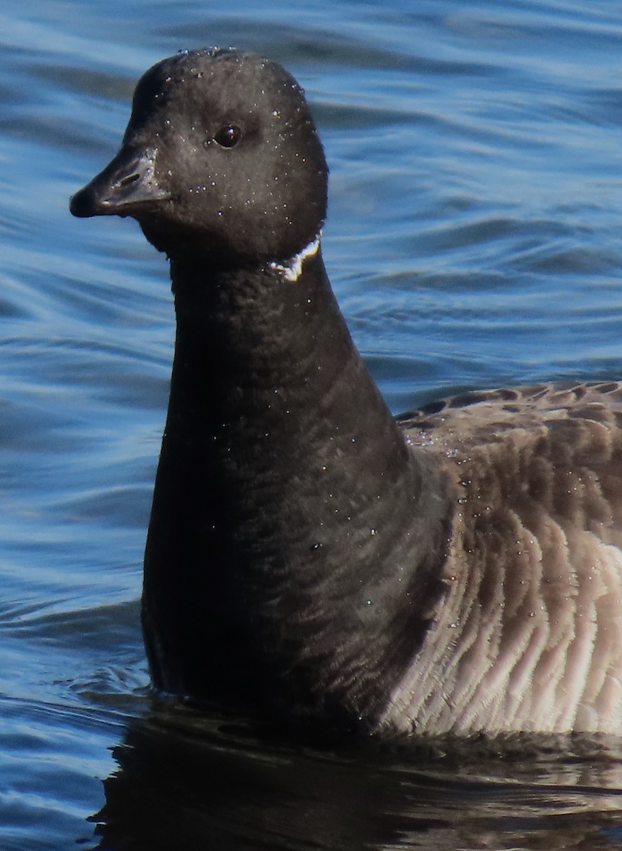 Branta musubeltza - ML632609075